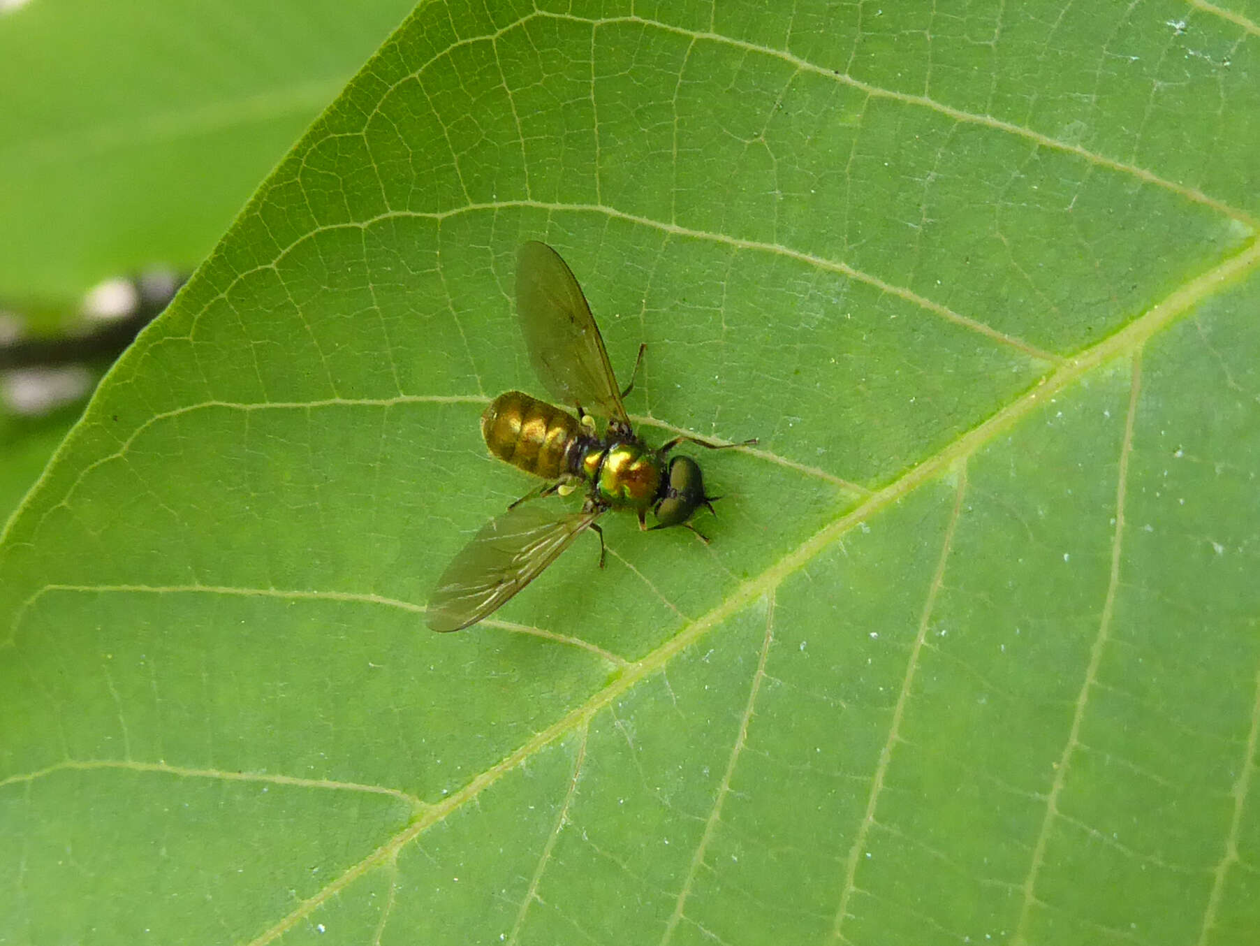 Sivun Chloromyia formosa (Scopoli 1763) kuva