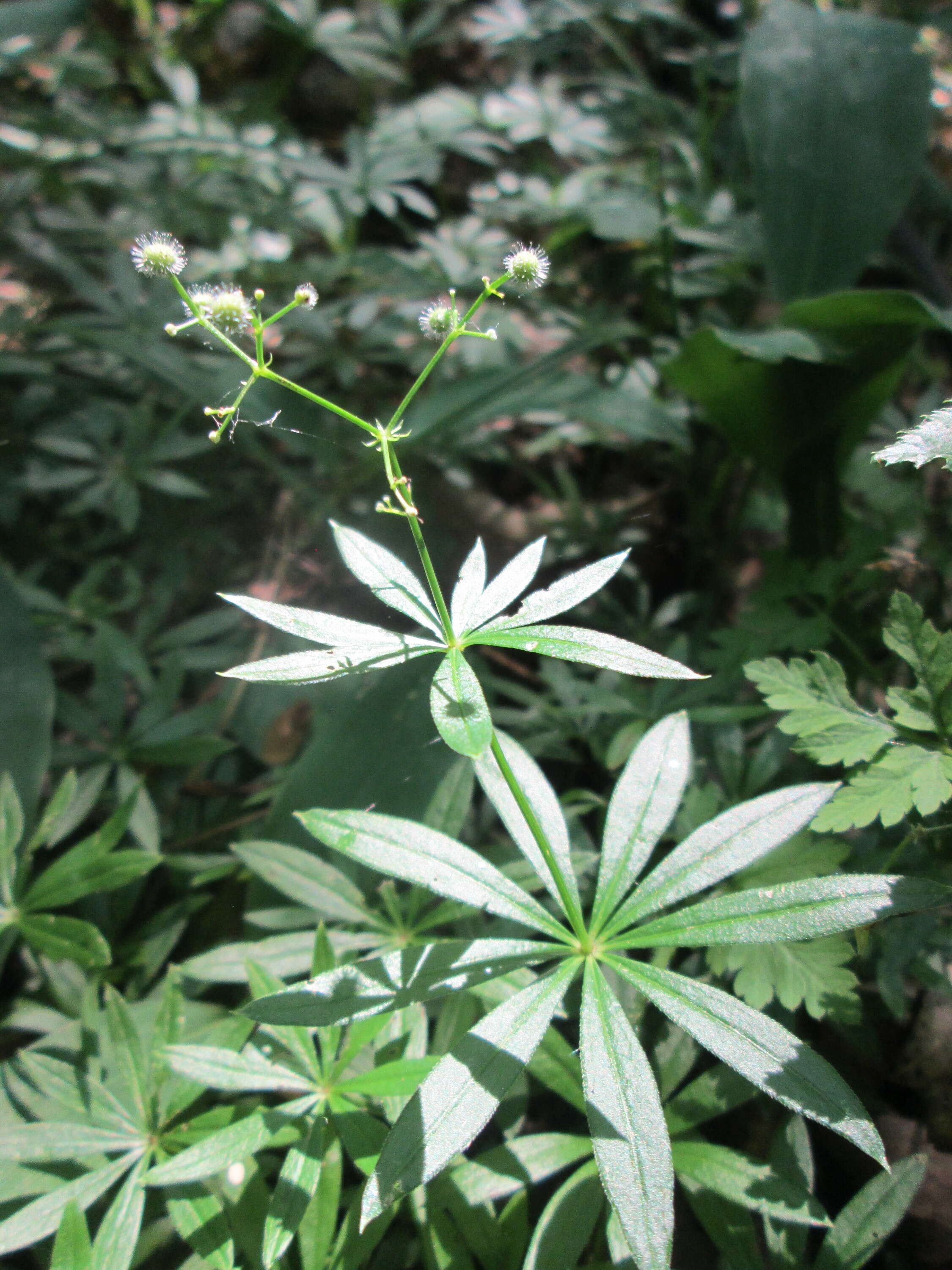 Image of Woodruff