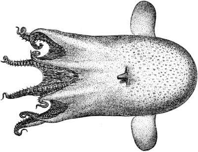 Image of Grimpoteuthis plena (Verrill 1885)