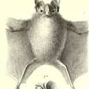 Image of Toltec Fruit-eating Bat