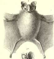 Image of Toltec Fruit-eating Bat