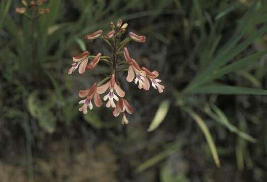 Cynorkis gibbosa Ridl.的圖片