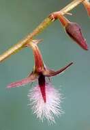 Image of Bulbophyllum saltatorium Lindl.