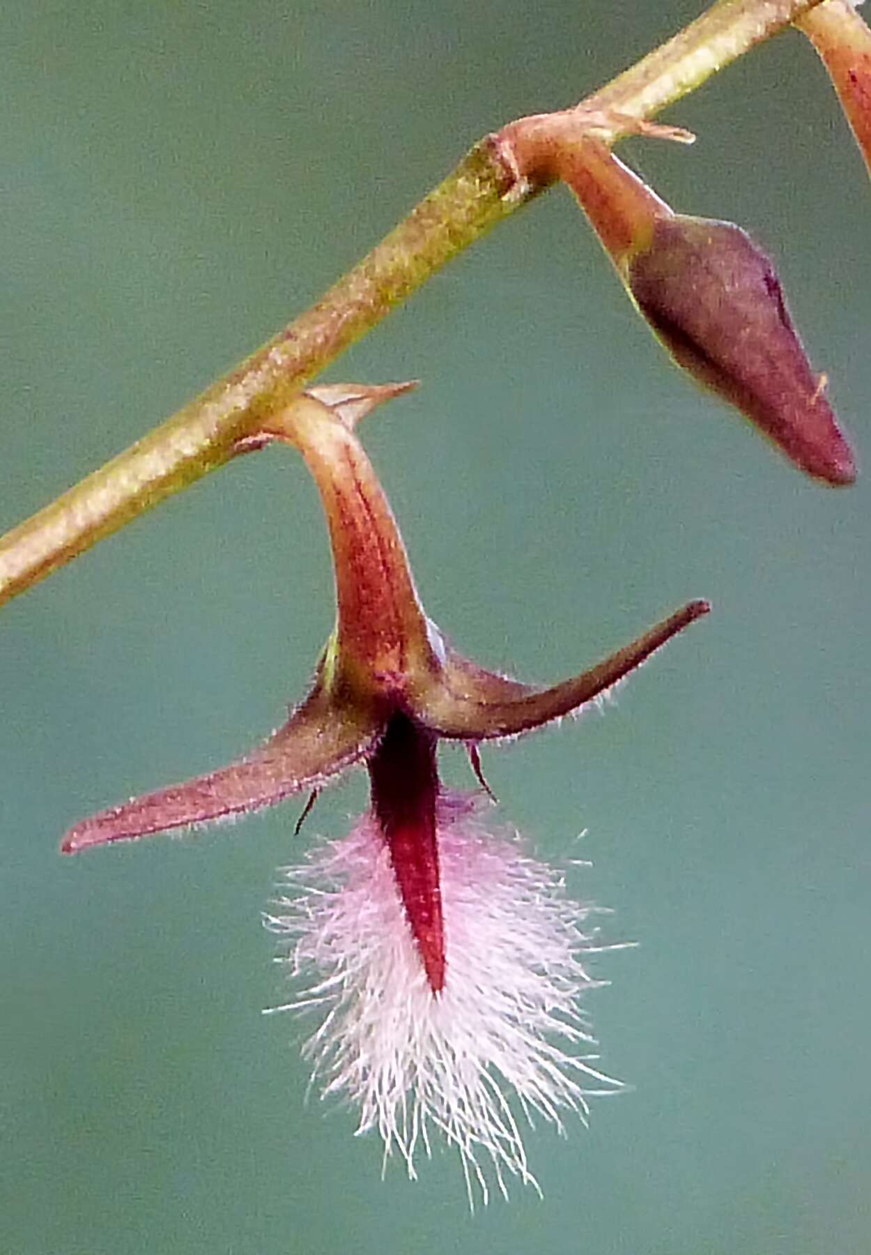 Image of Bulbophyllum saltatorium Lindl.