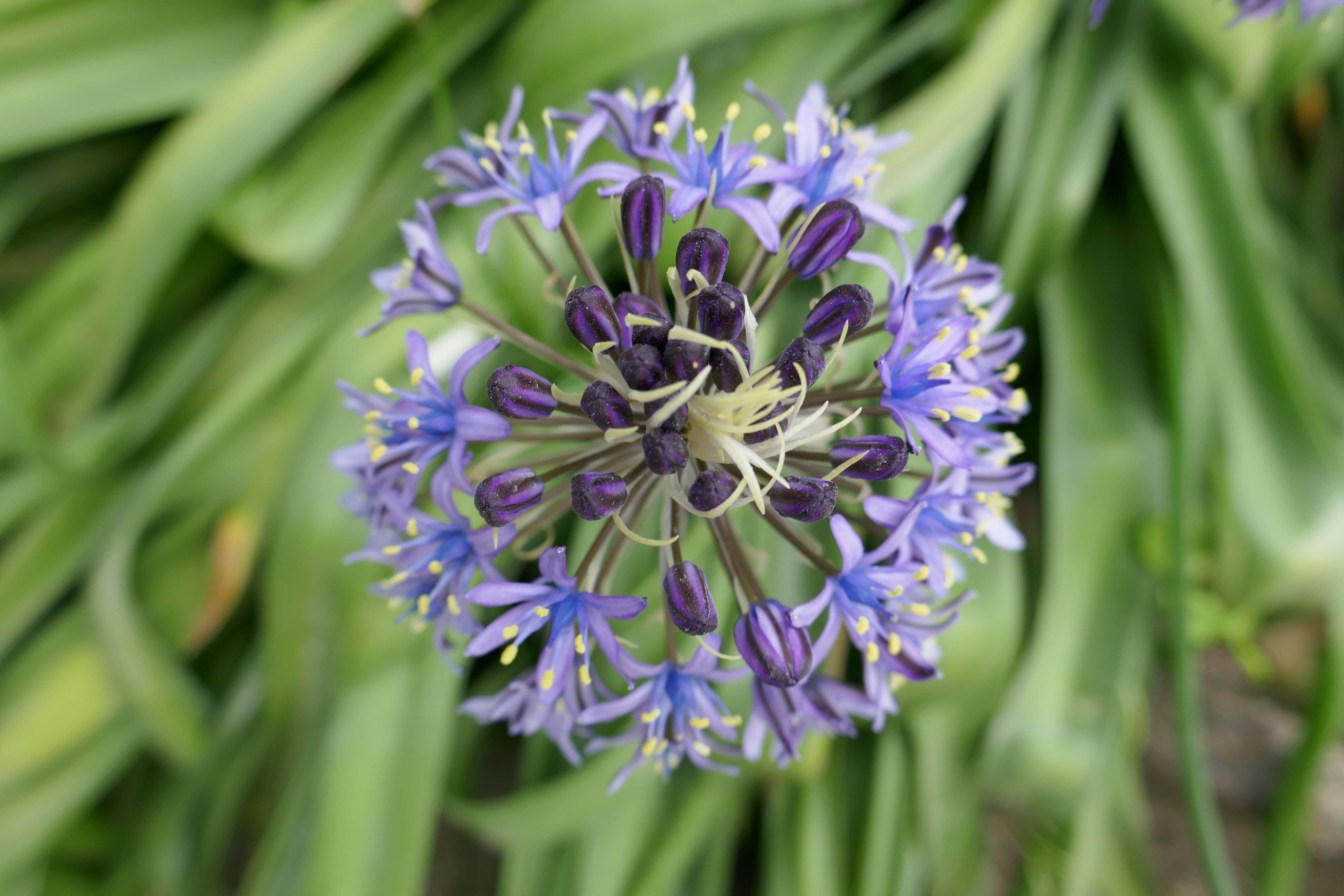 Imagem de Scilla peruviana L.