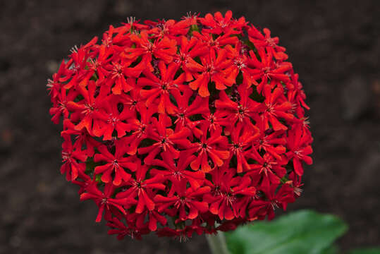 Слика од Silene chalcedonica (L.) E. H. L. Krause