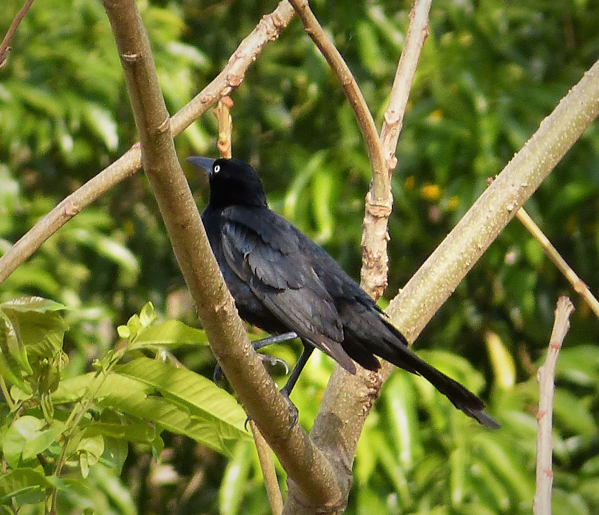 Image of Giant Cowbird