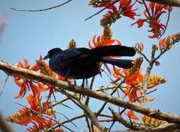 Image of Giant Cowbird