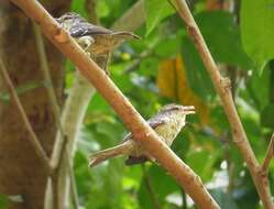 Todirostrum cinereum (Linnaeus 1766) resmi