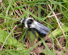 Image of Ashy Mining Bee