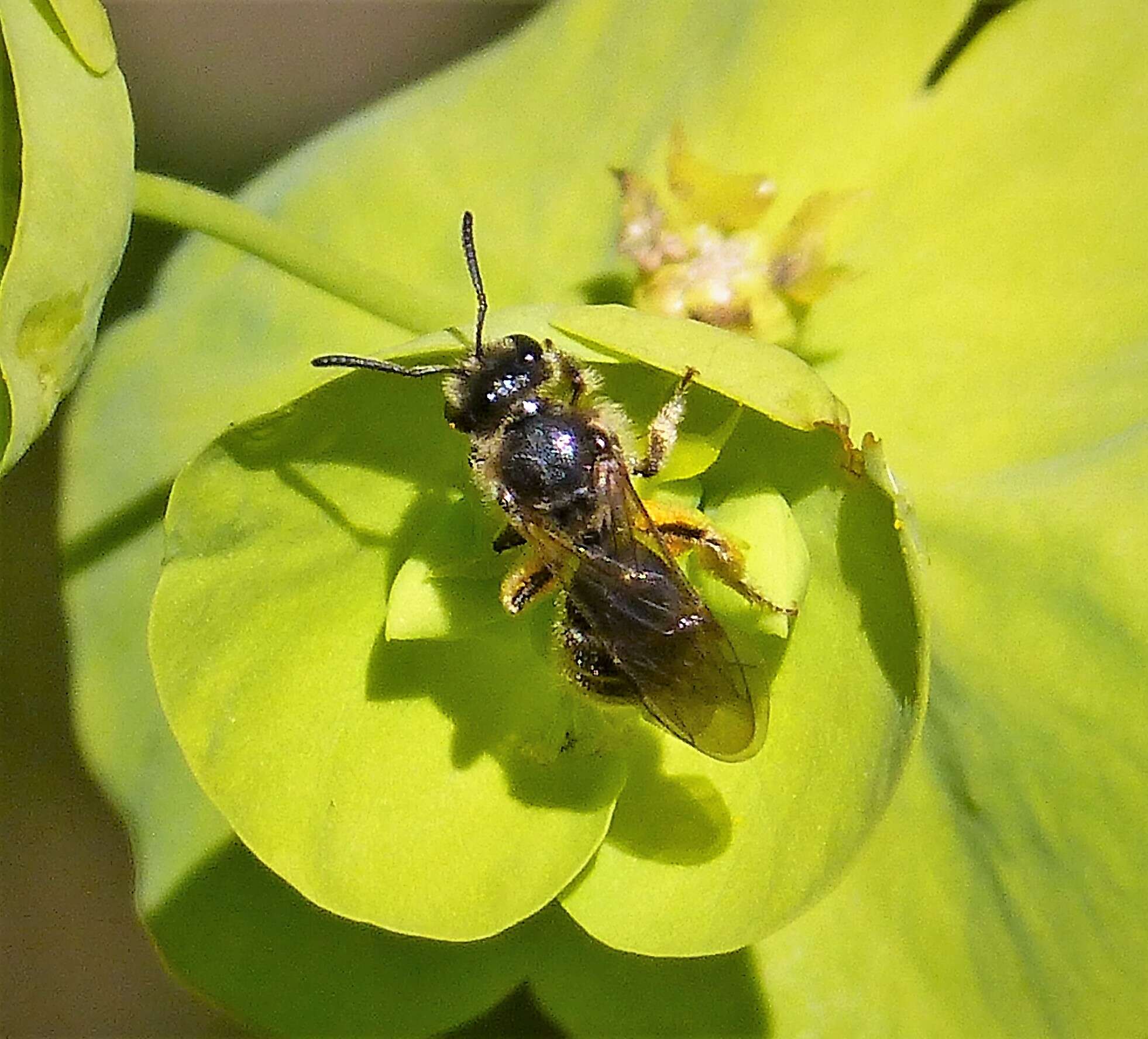 Image of sweat bees