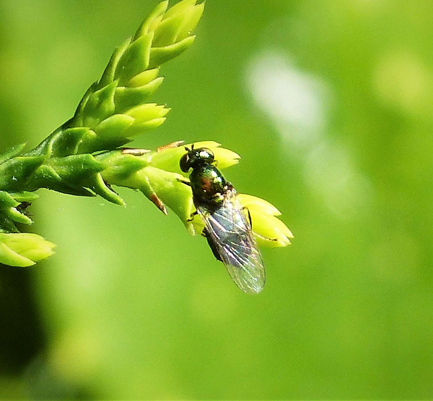 Image of Soldier fly