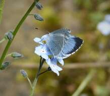 Image of holly blue