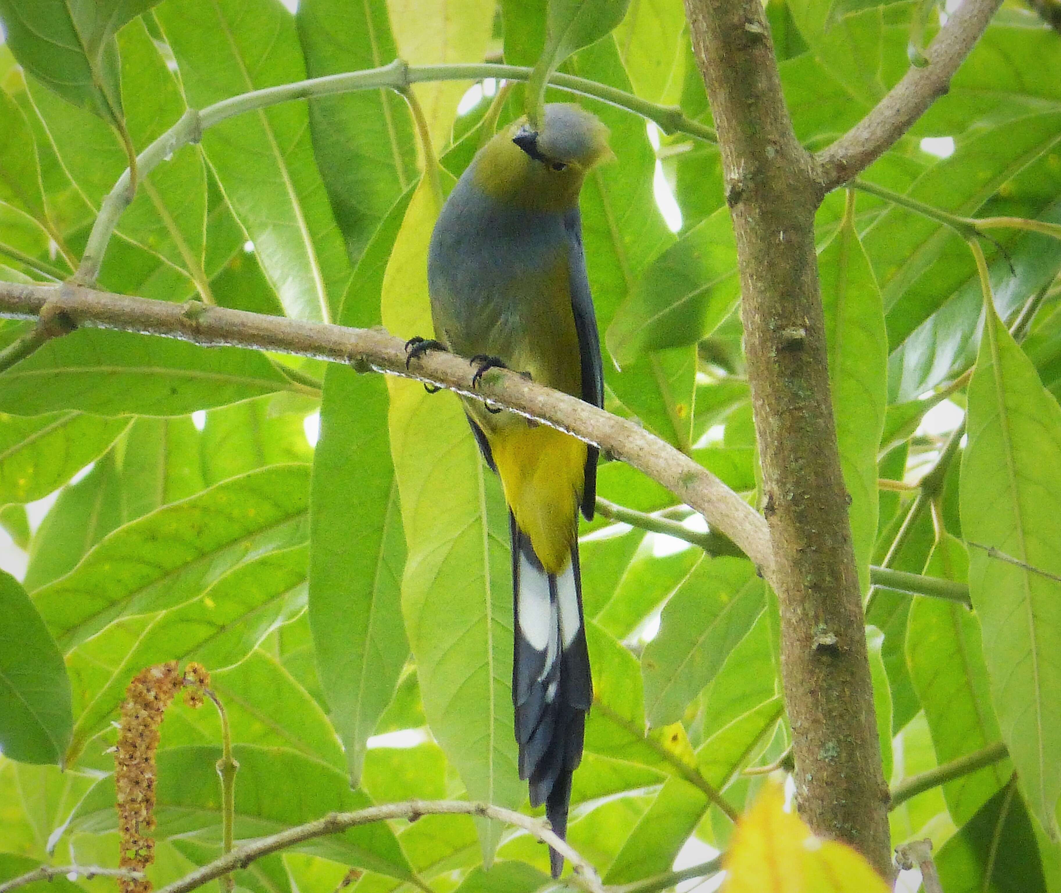 Image of Long-tailed Silky-flycatcher
