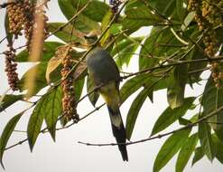 Image of Long-tailed Silky-flycatcher