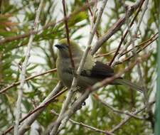 Image of Yellow-bellied Siskin