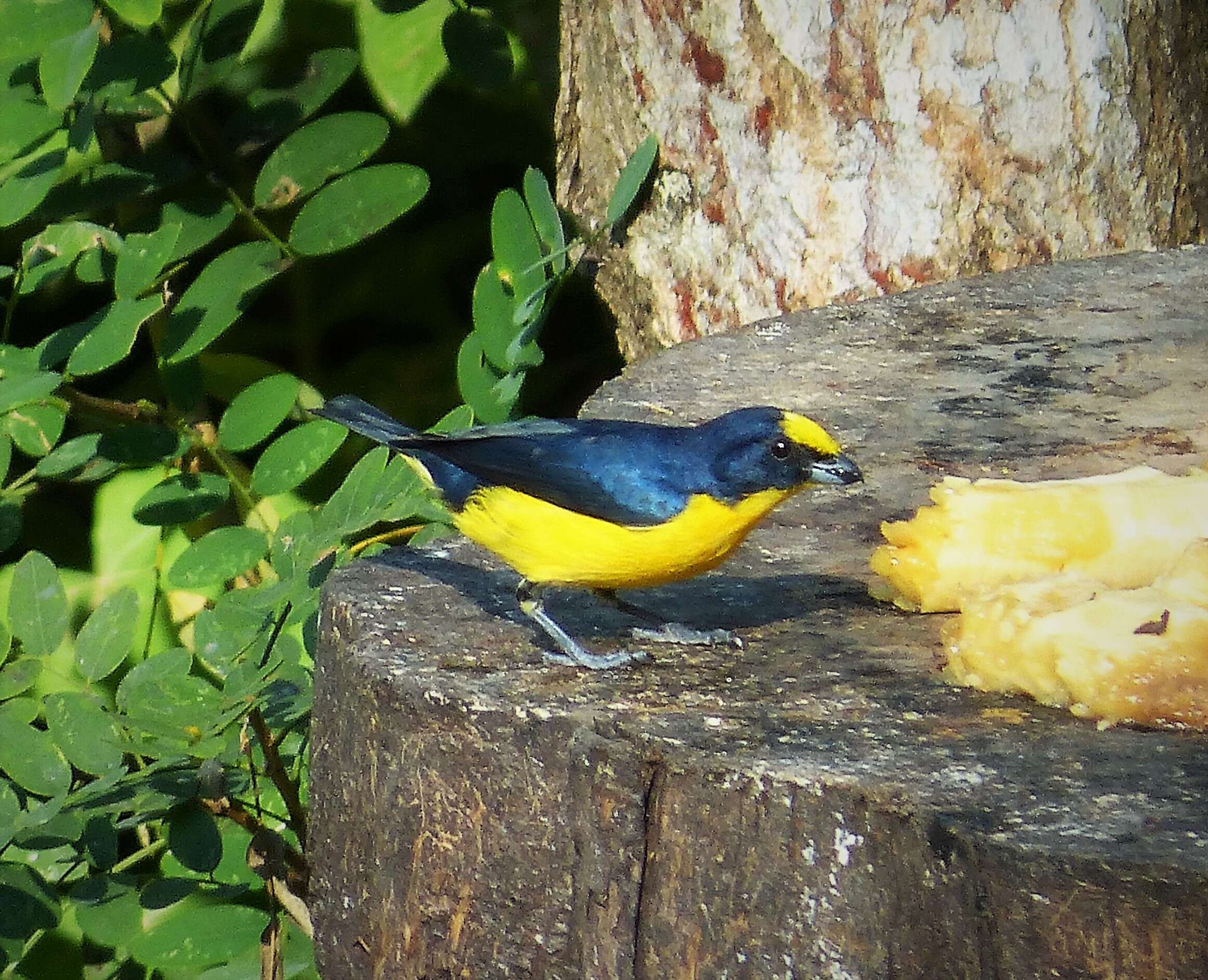 Image of Thick-billed Euphonia