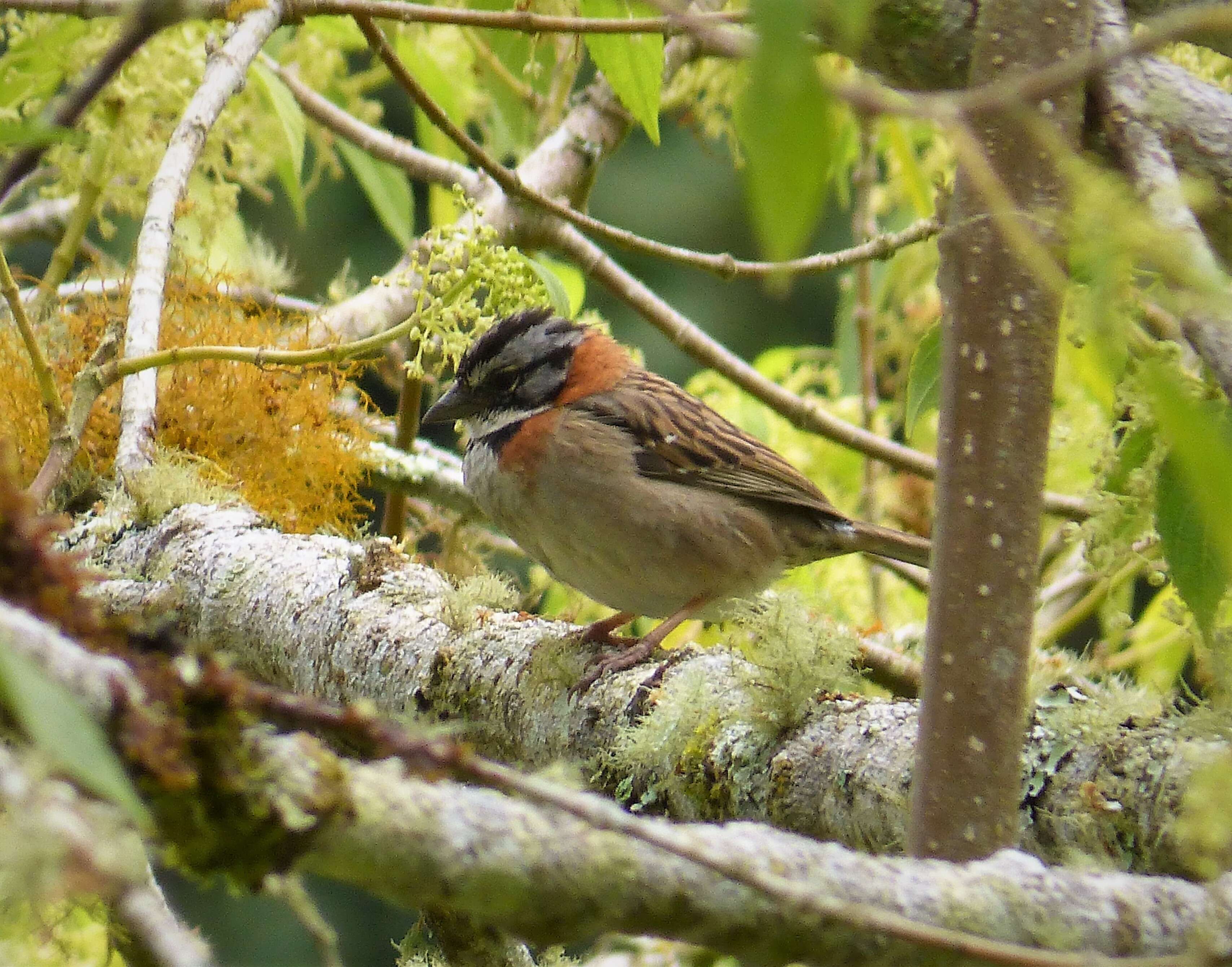 Image of Rufous-collared Sparrow