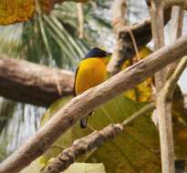 Image of Thick-billed Euphonia