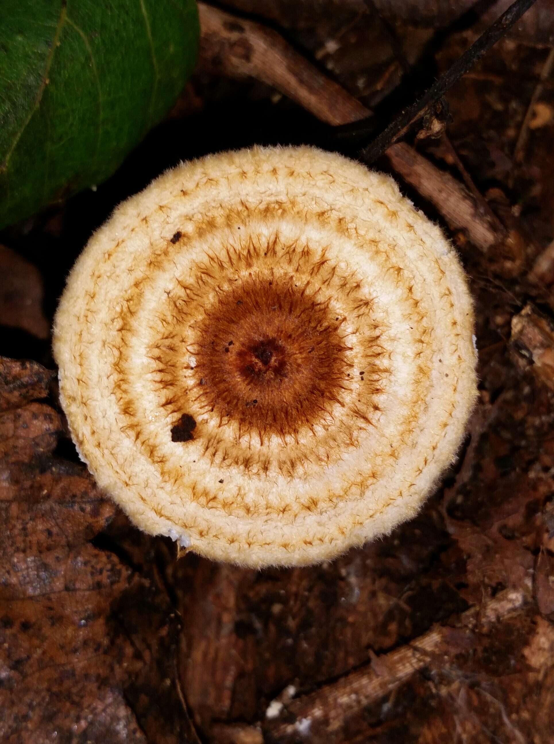 Plancia ëd Collybia zonata (Peck) Sacc. 1887