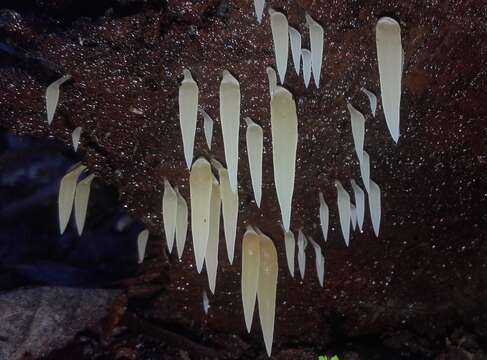 Imagem de Mucronella pendula (Massee) R. H. Petersen 1980