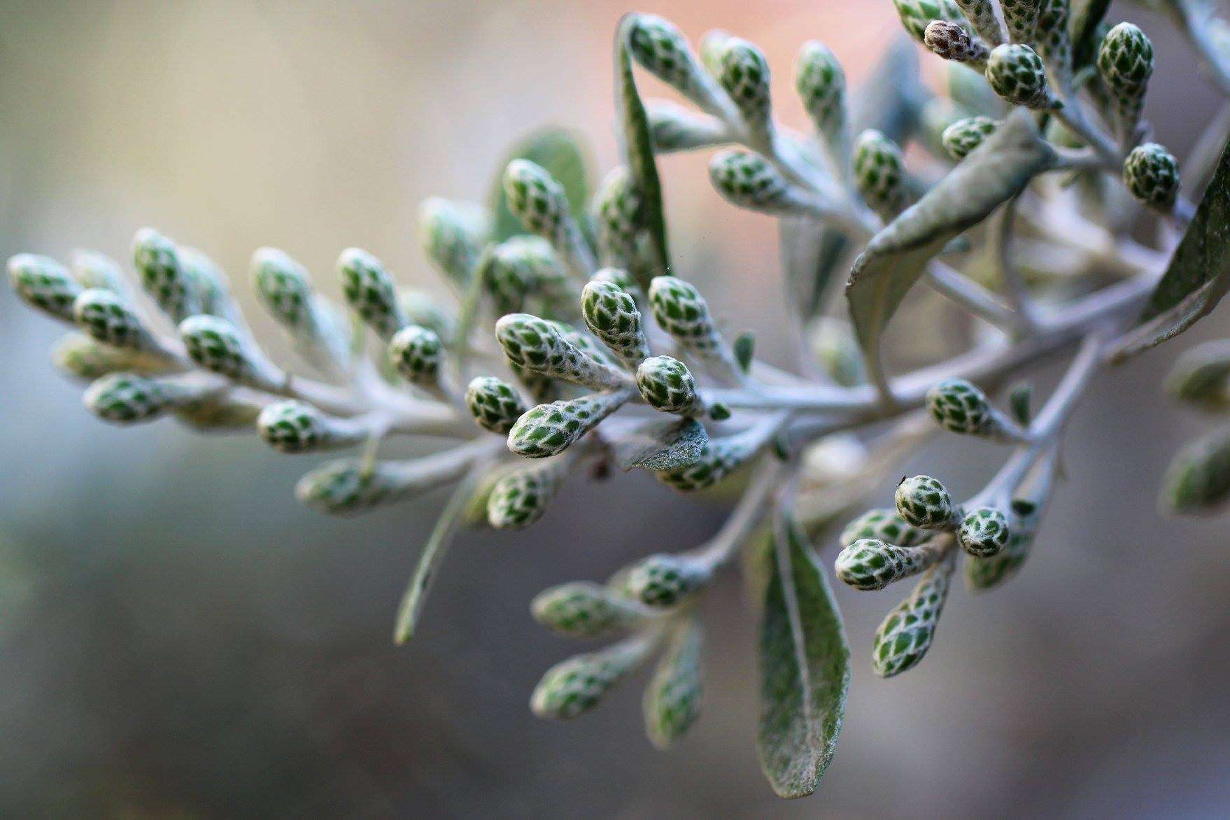 Image of Coastal silver oak