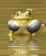 Image of Bull Frog