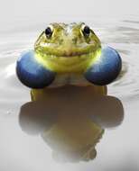 Image of Bull Frog