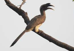 Image of Indian Grey Hornbill