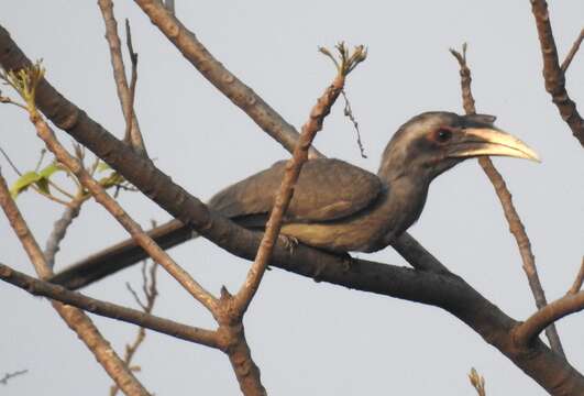 Image of Indian Grey Hornbill