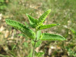 Слика од Teucrium scorodonia L.