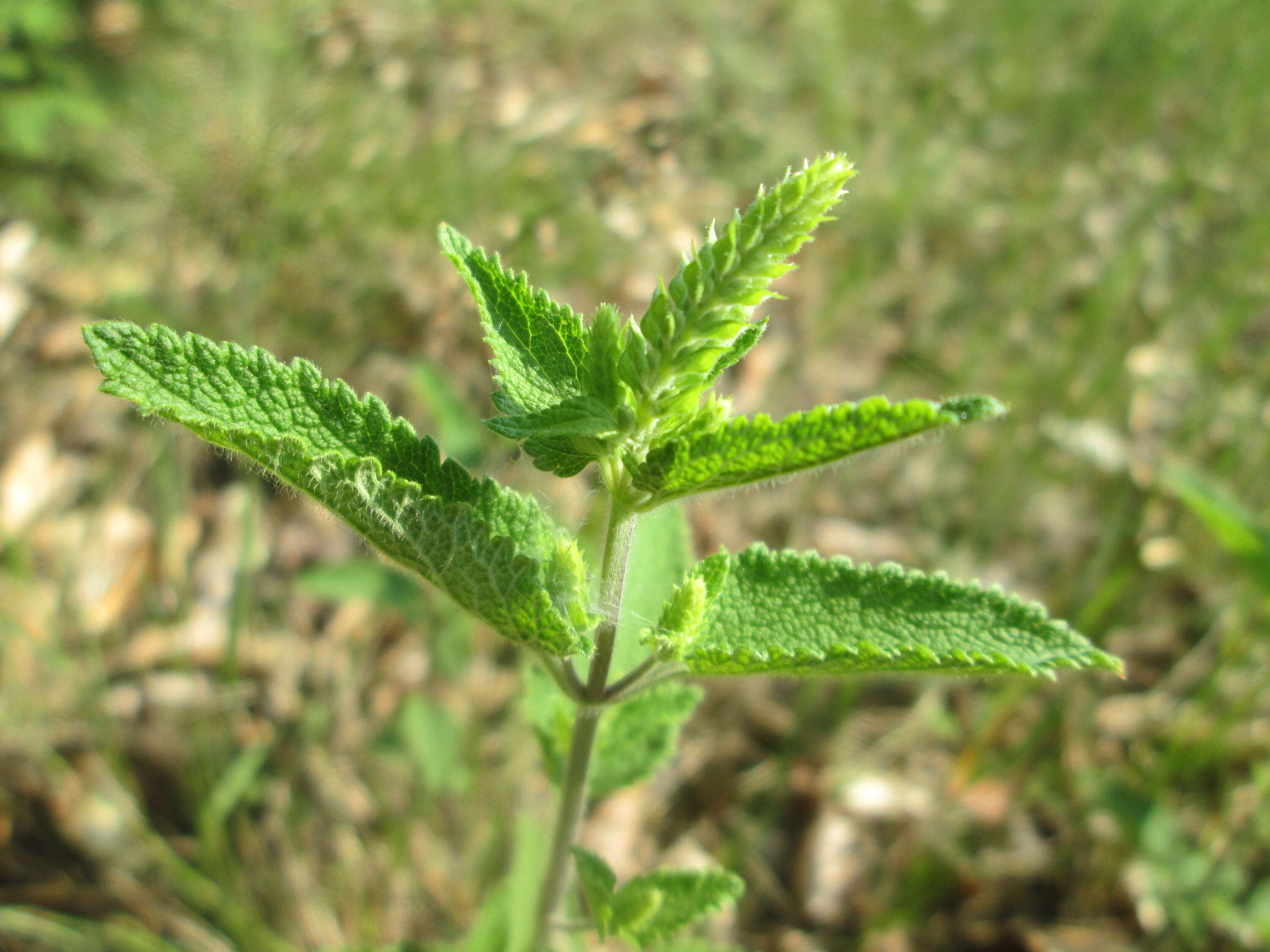 Слика од Teucrium scorodonia L.