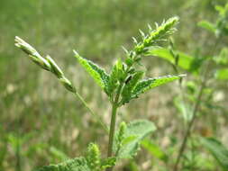 Слика од Teucrium scorodonia L.