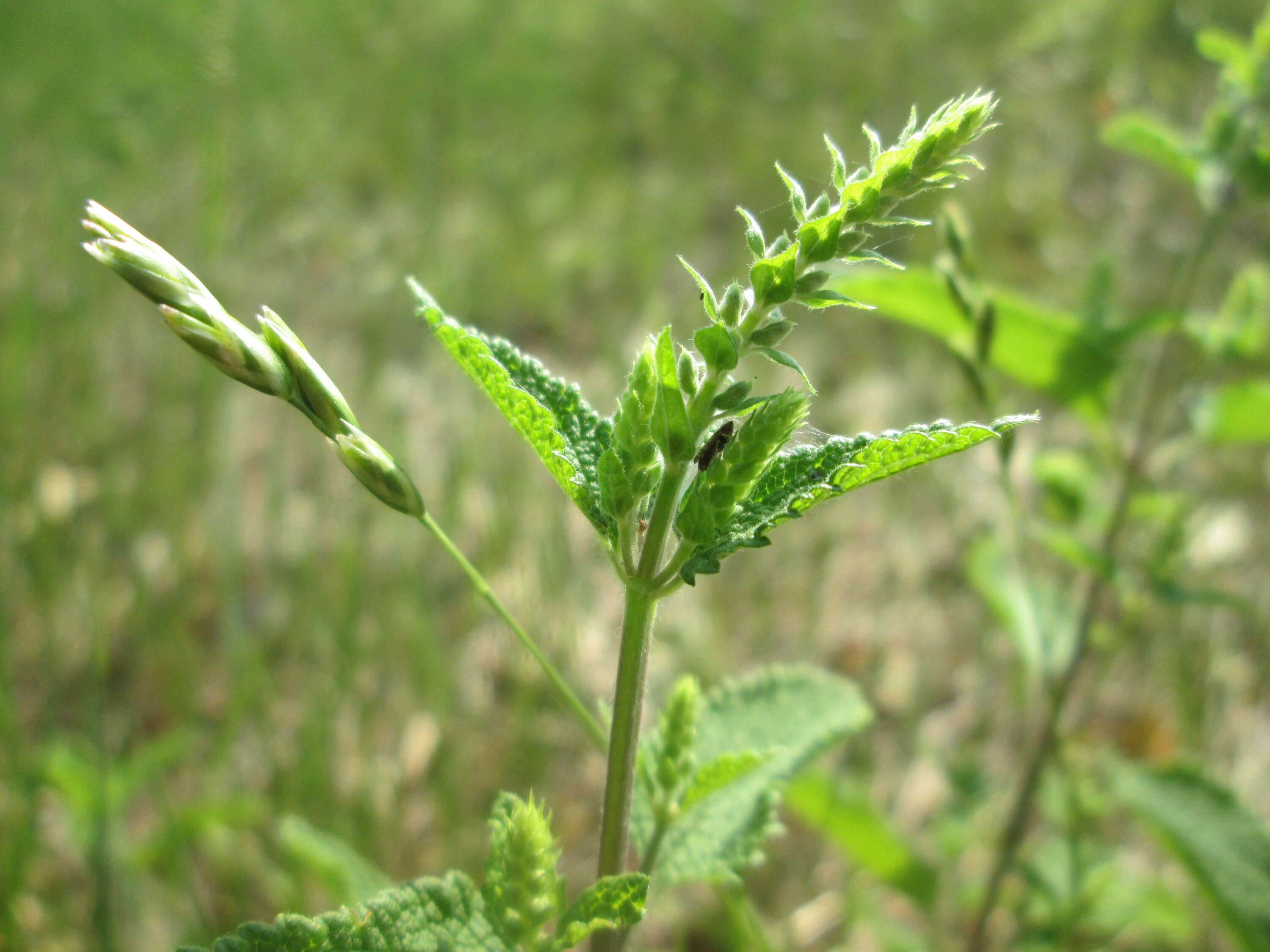 Слика од Teucrium scorodonia L.
