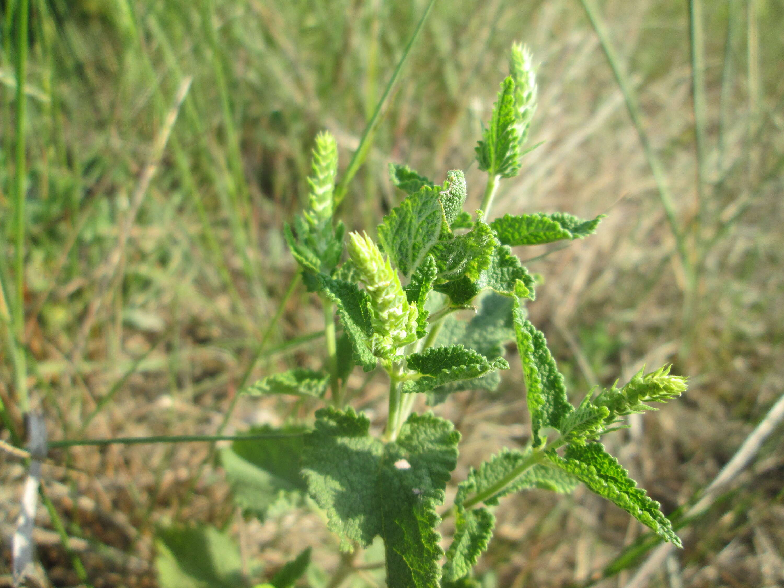 Слика од Teucrium scorodonia L.