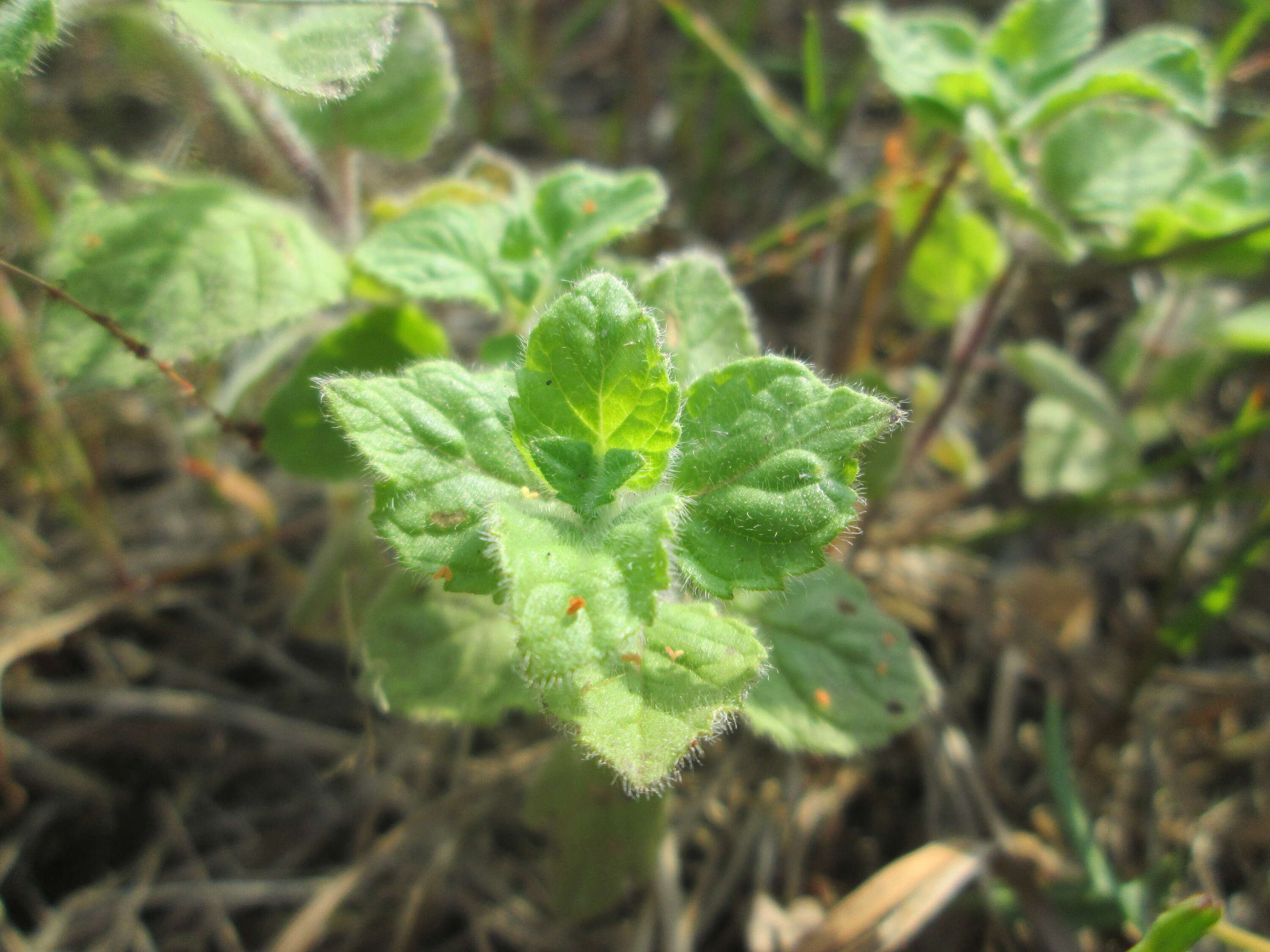 Image of oregano