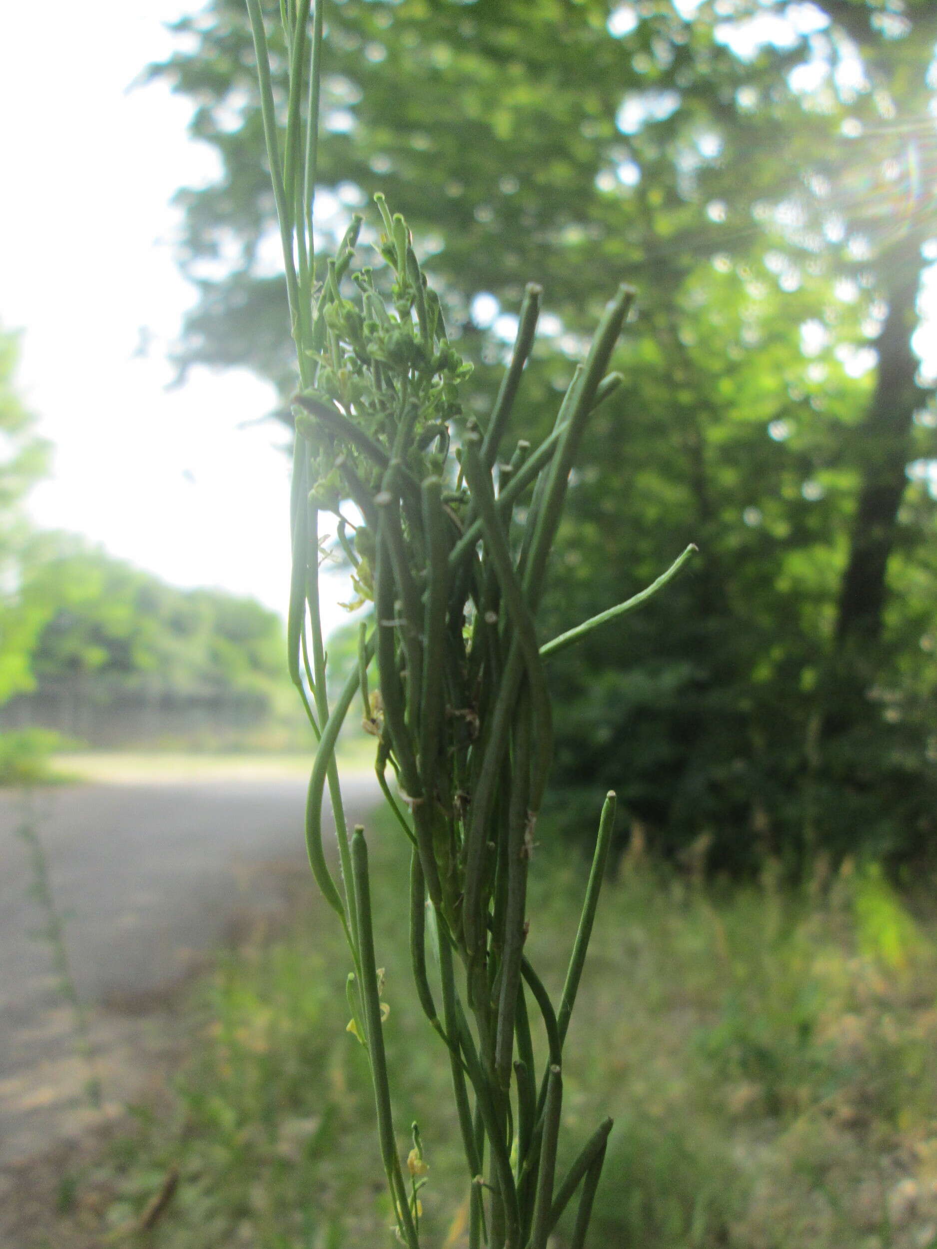 Слика од Turritis glabra