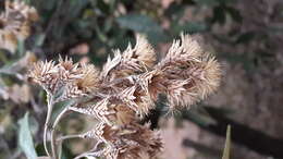 Image of Coastal silver oak