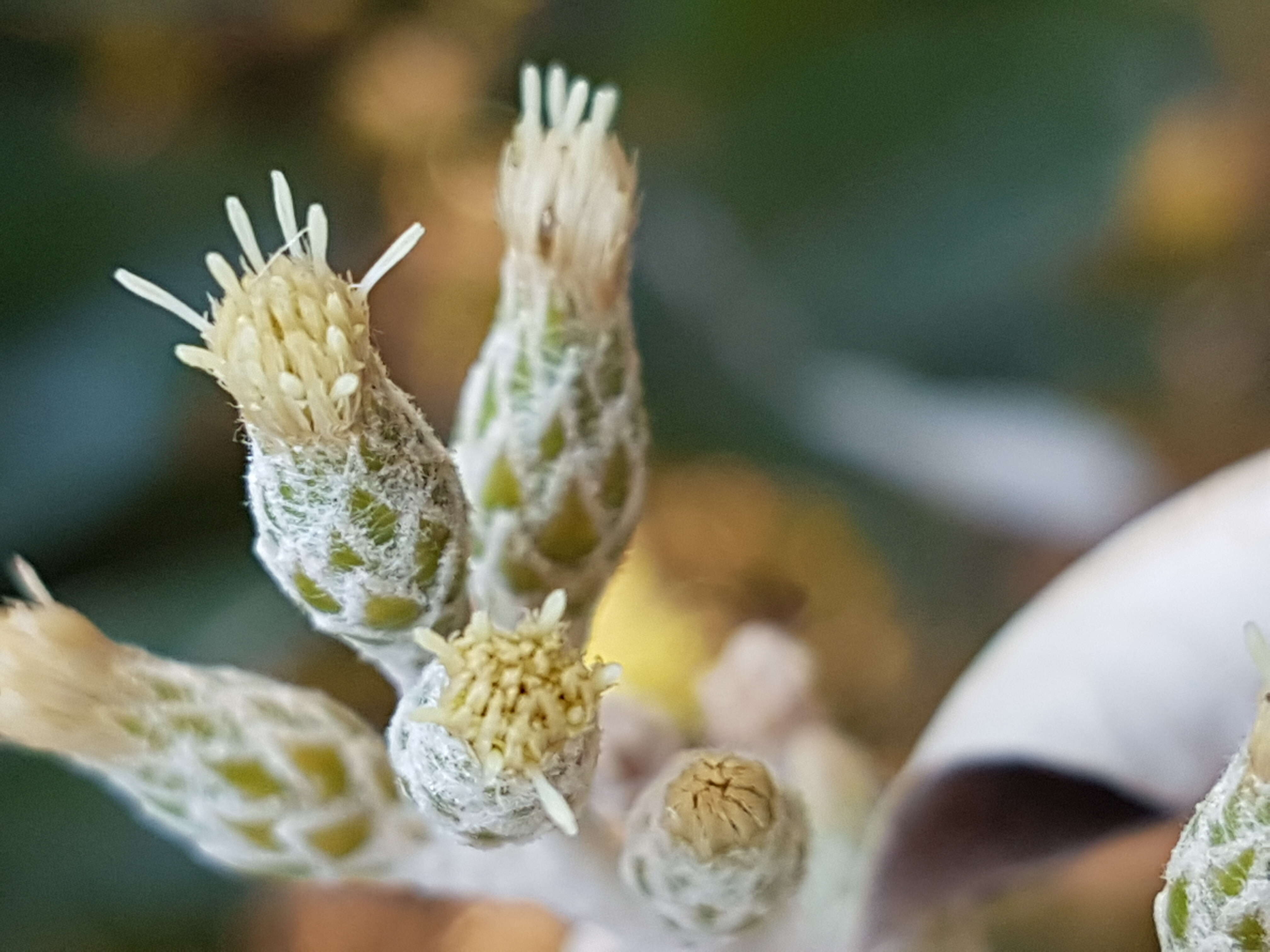 Image of Coastal silver oak