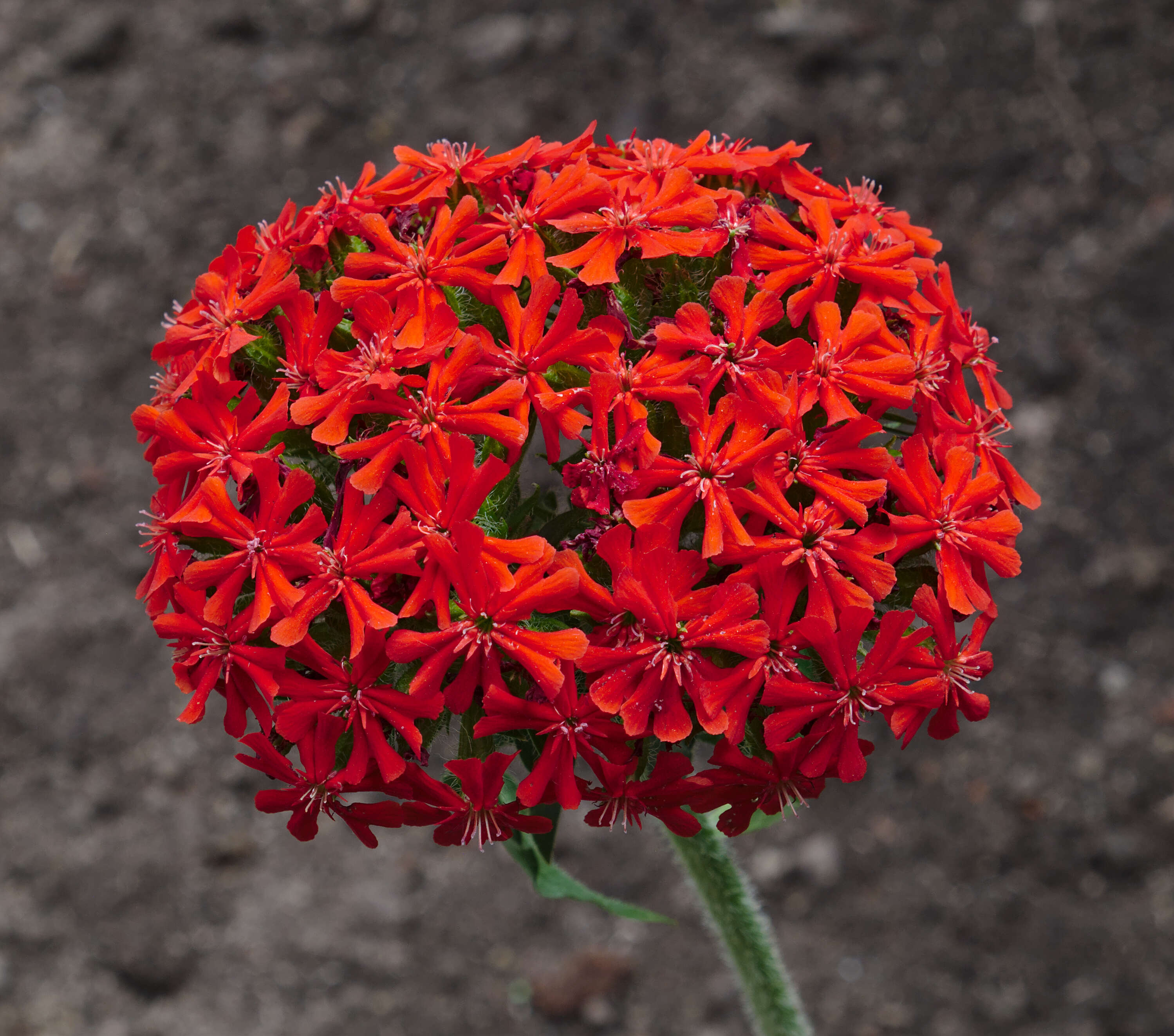 Image of Maltese-cross