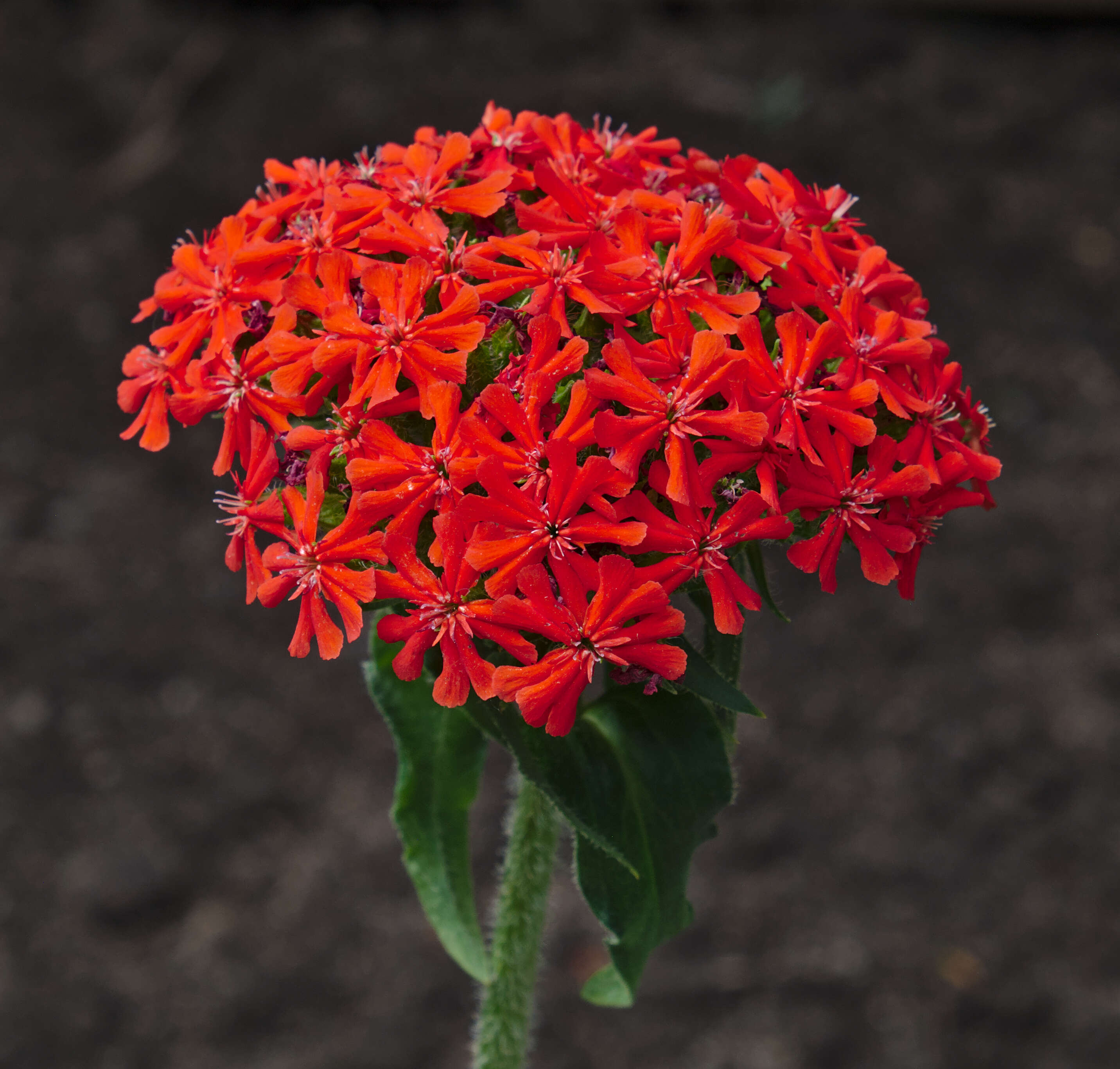 Image of Maltese-cross