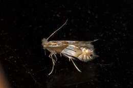 Image of Phyllonorycter roboris (Zeller 1839)