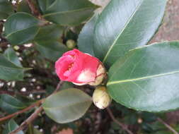 Image of camellia