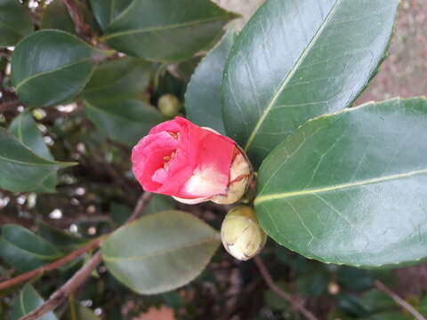 Image of camellia