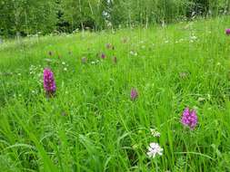 صورة Anacamptis pyramidalis (L.) Rich.