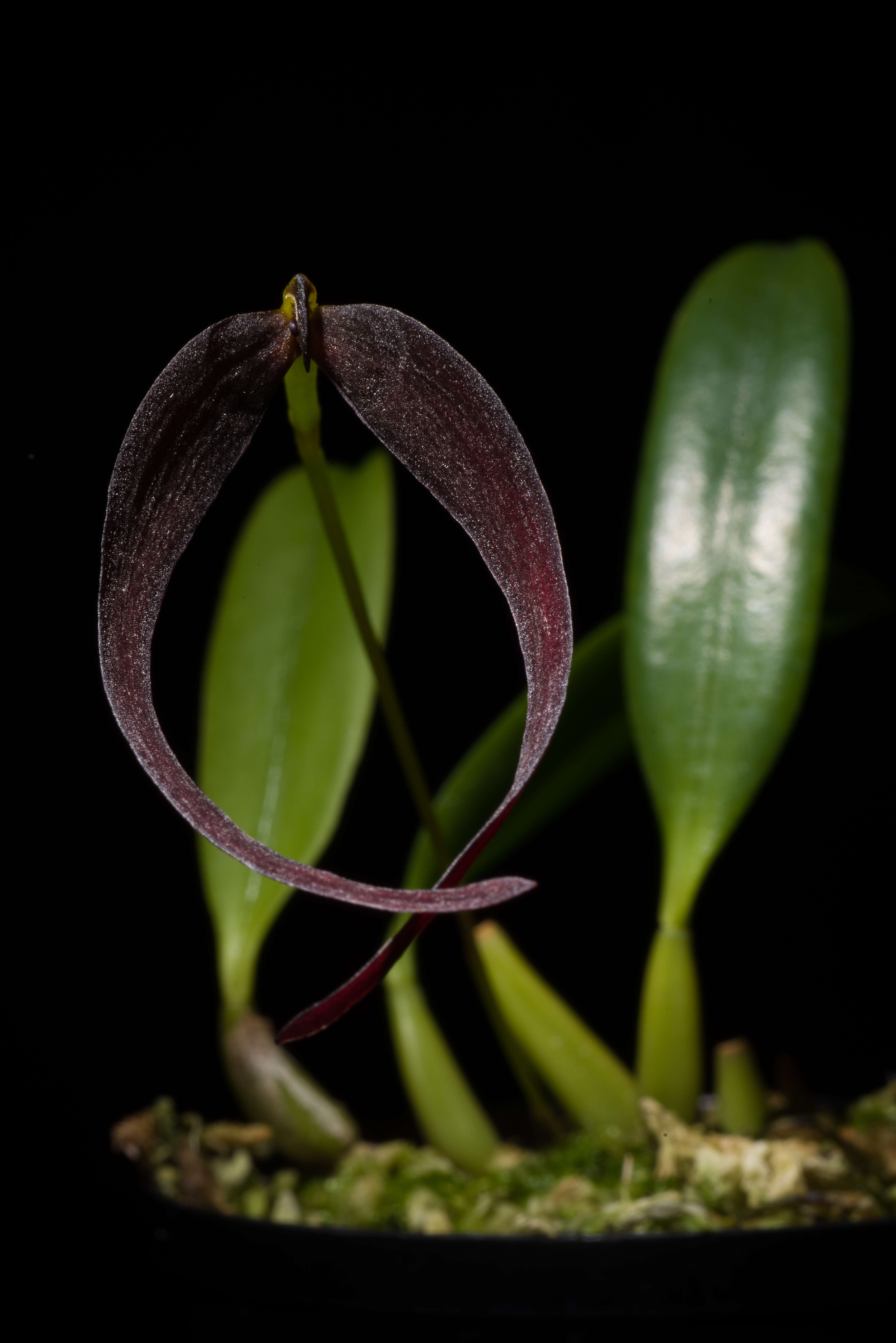 Image of Bulbophyllum potamophilum Schltr.