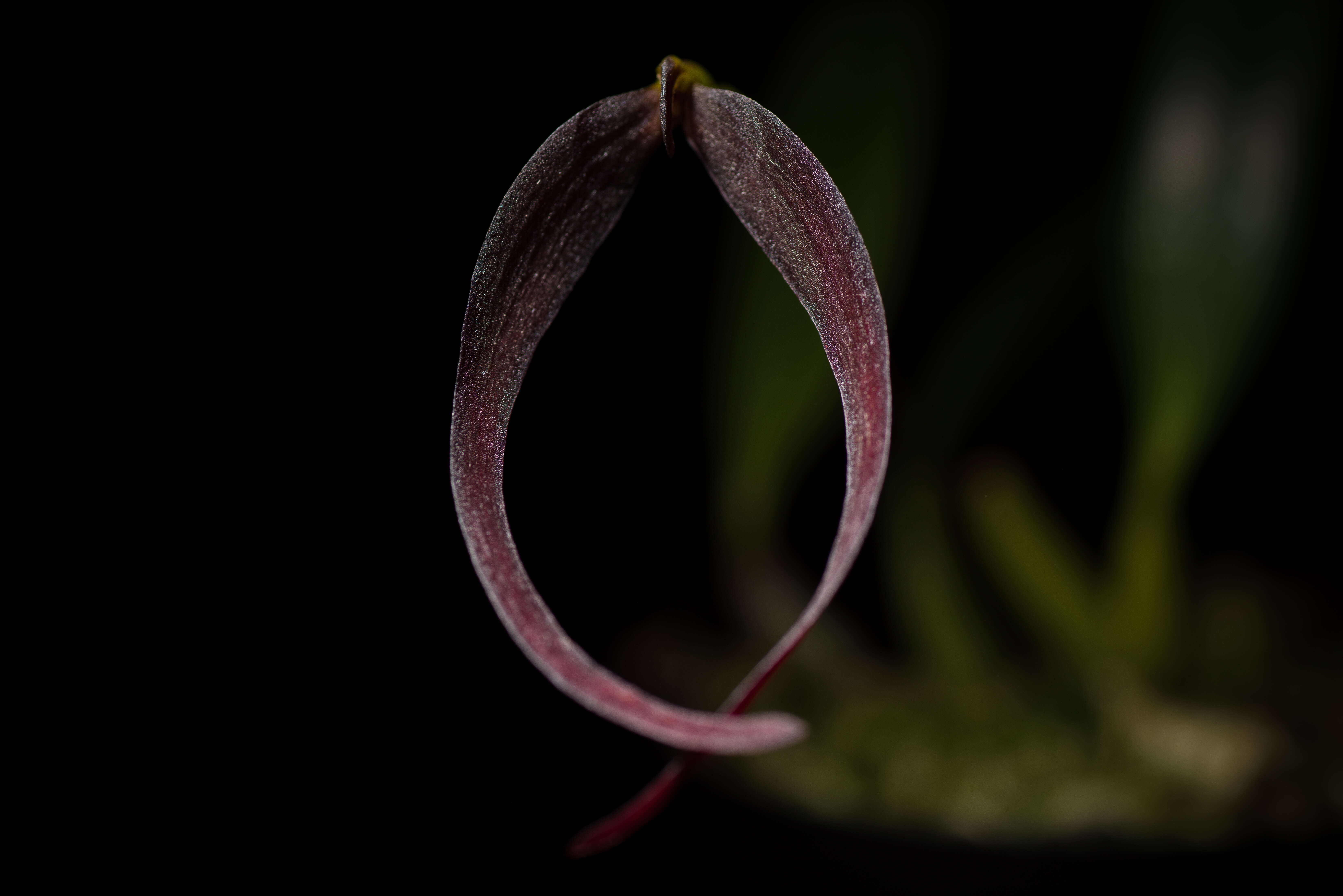 Image of Bulbophyllum potamophilum Schltr.