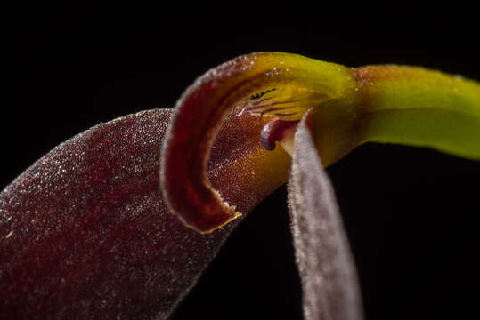 Image of Bulbophyllum potamophilum Schltr.