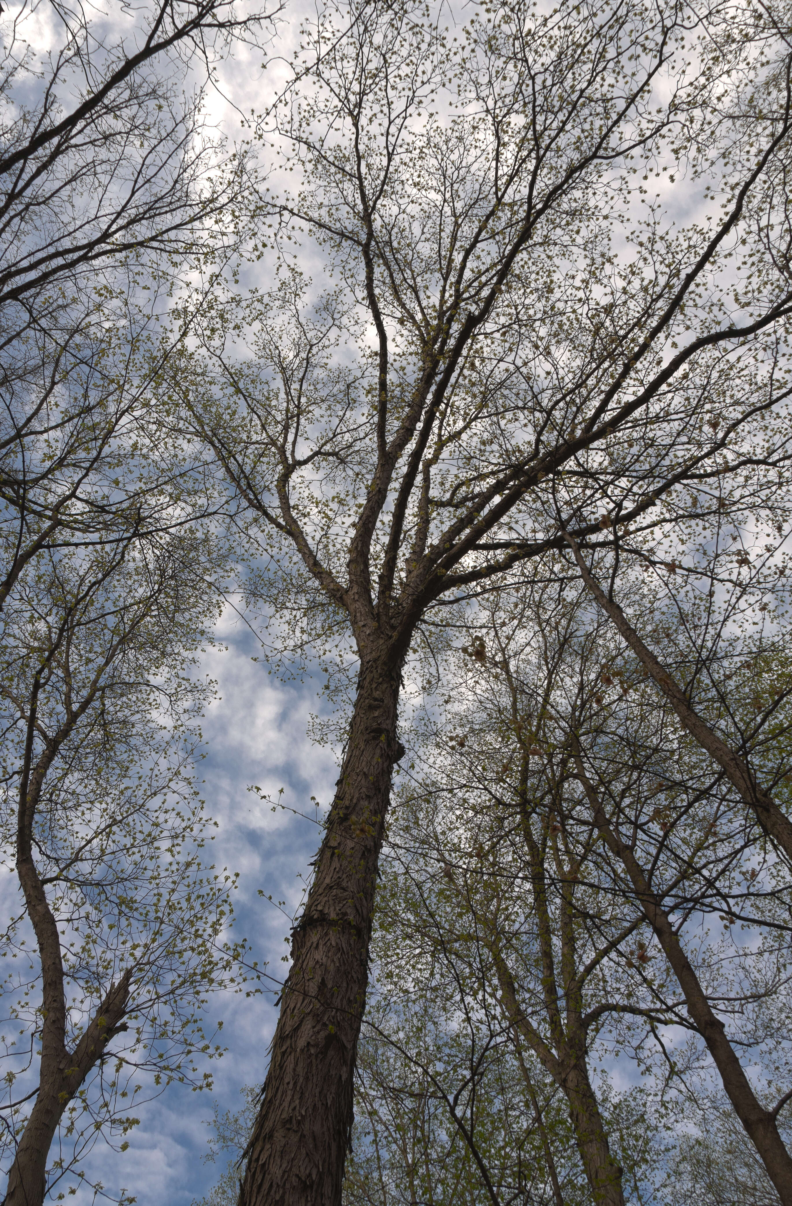 Image of shagbark hickory