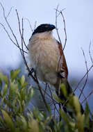 Image of Burchell's Coucal